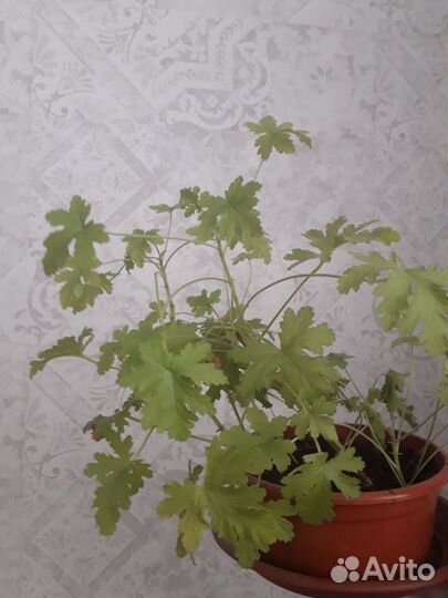 Герань розебудная и болгарская, колеус в горшках