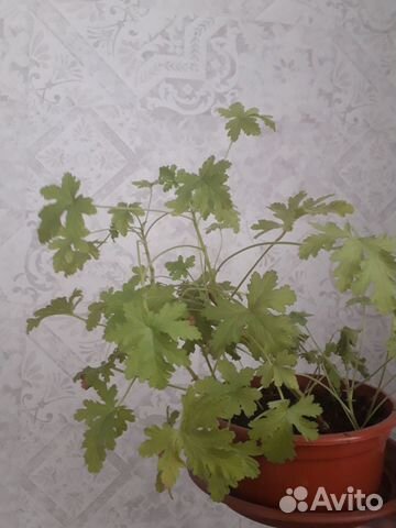 Герань розебудная и болгарская, колеус в горшках