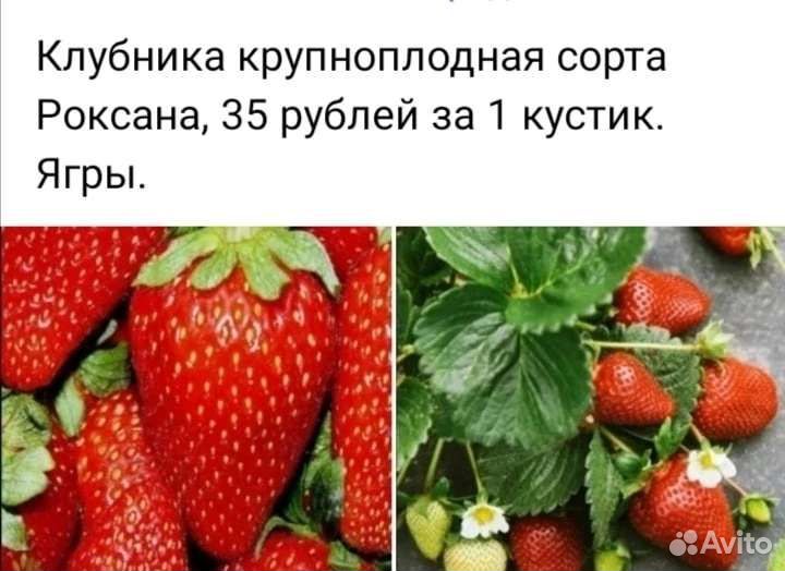 Клубника крупноплодная, сорт. Роксана