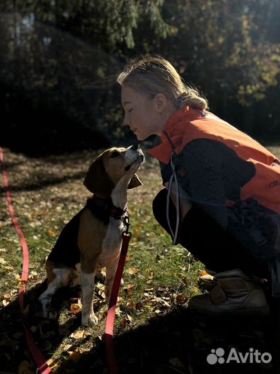 Кинолог/дрессировка/передержка