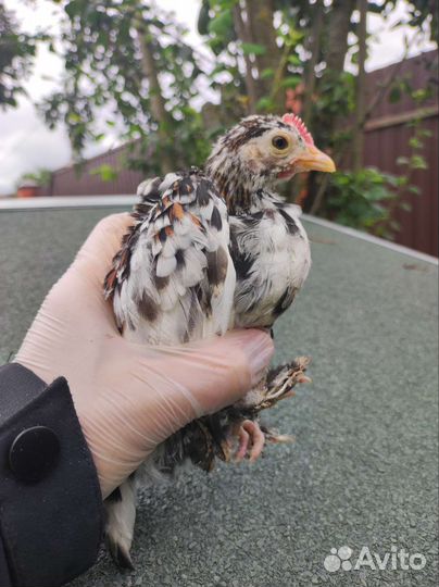 Петушок бентамки