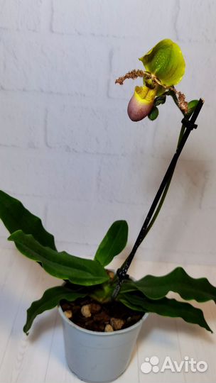 Орхидея Пиноккио, Пафиопедилум примулинум