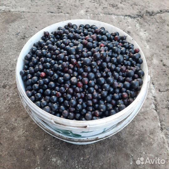 Чёрная смородина