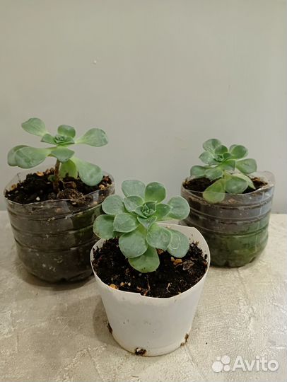 Эониум Хаворта