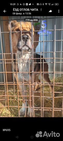 Отличный Пёс