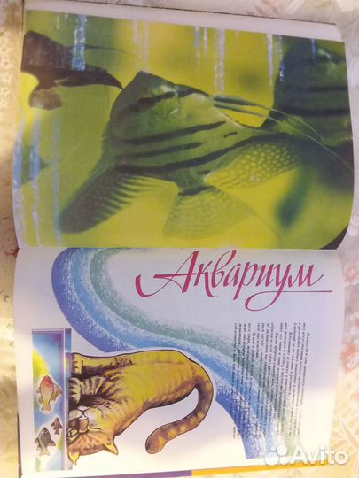 Ловись, рыбка