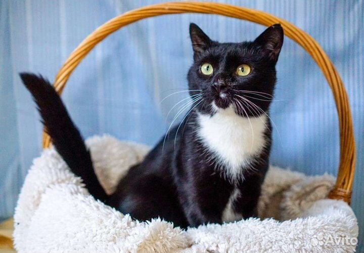 Ватсон джентльмен в поиске семьи