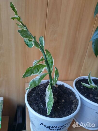 Педилантус