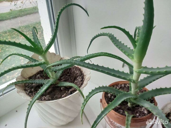 Алоэ вера лечебный