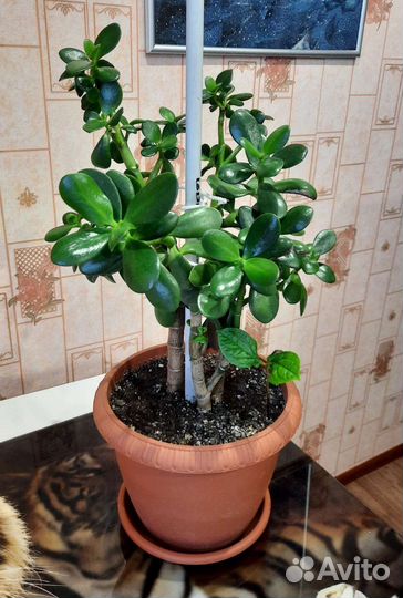 Толстянка - денежное дерево