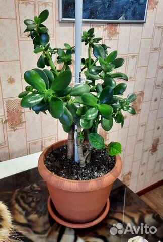 Толстянка - денежное дерево