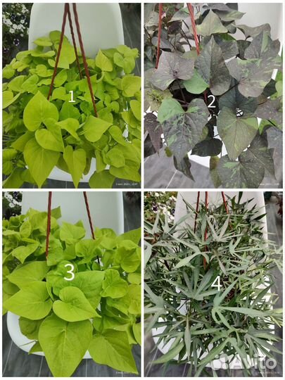 Ипомея батат более 20 сортов