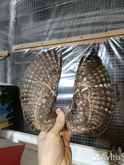 Крылья и хвост сыча