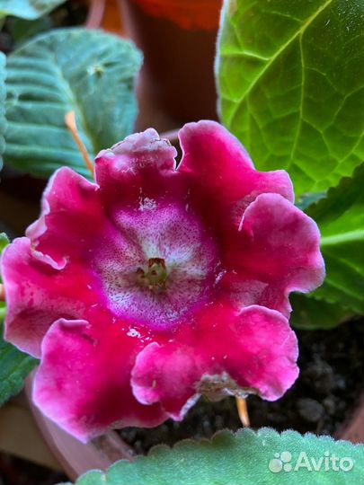 Глоксиния Тидея