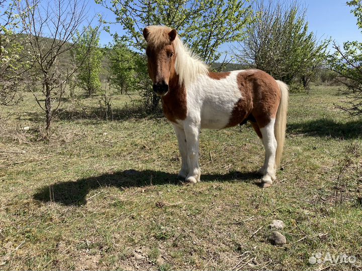 Продам пони