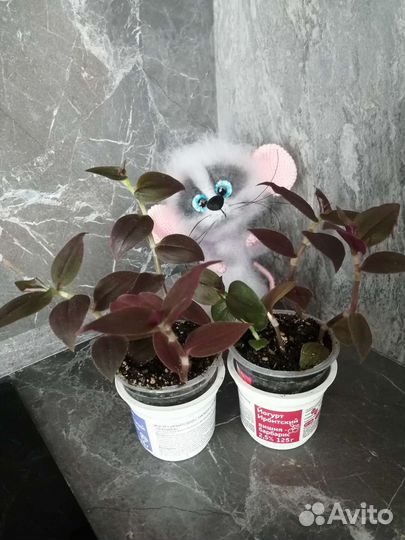 Традесканции разные