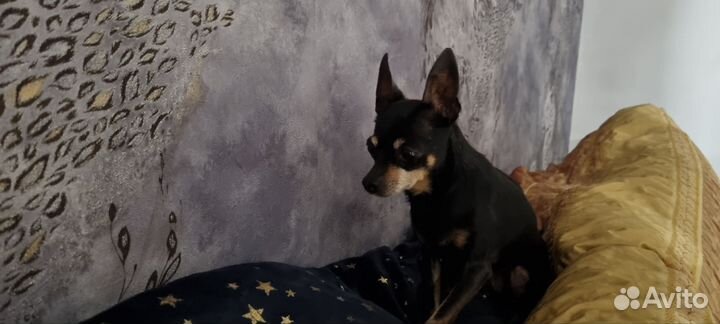 Мини той-терьер