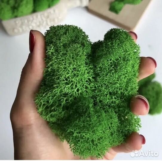 Стабилизированный мох