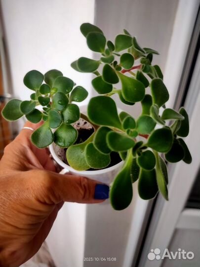 Аихризон (дерево любви)