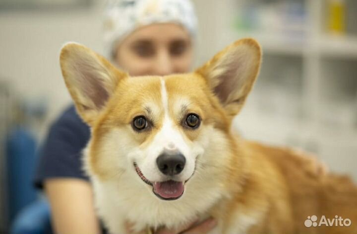 Вельш корги вязка