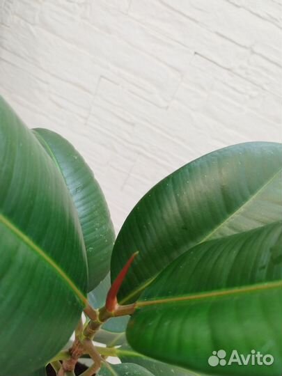 Фикус с горшком 3