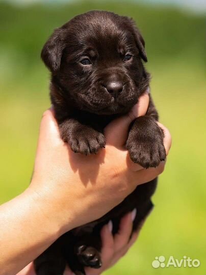 Щенки лабрадора