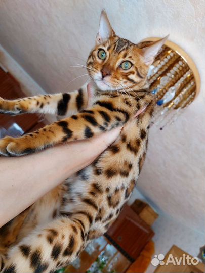 Бенгальская кошка