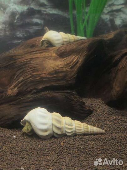 Улитки Геркулес