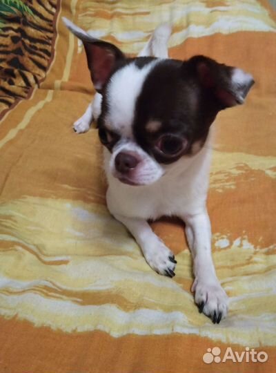 Вязка кобель чихуахуа 3 года