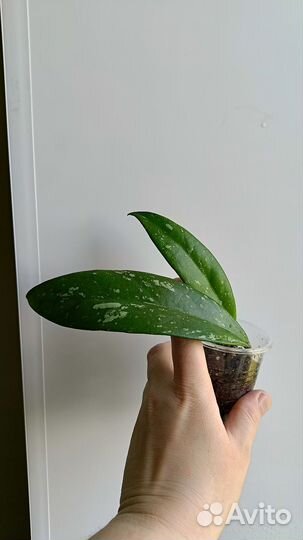 Хойя Публикатис Сильвер Пинк