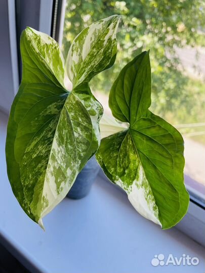 Сингониум imperial вайт, хойя матильда