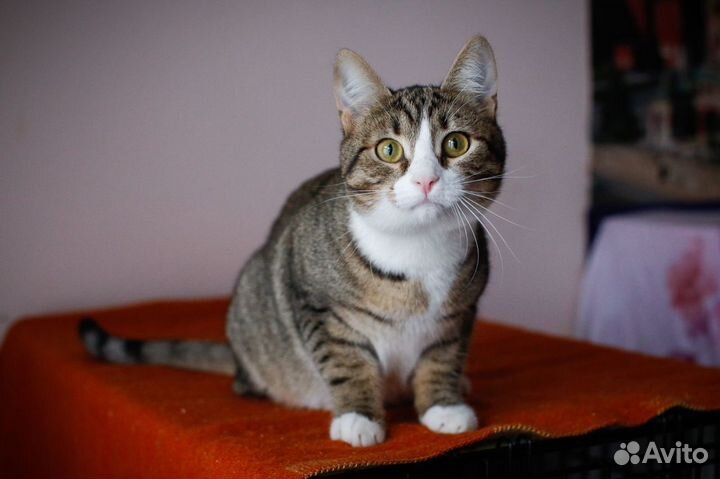 Котёнок на счастье