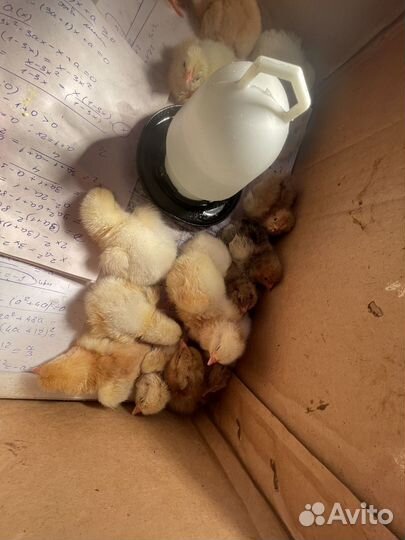 Цыплята суточные несушки