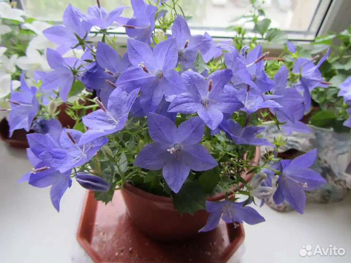 Кампанулы сортовые