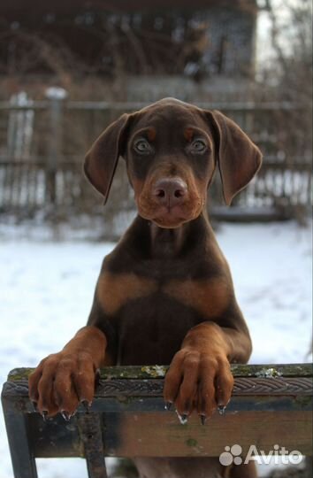 Щенки добермана, кобели