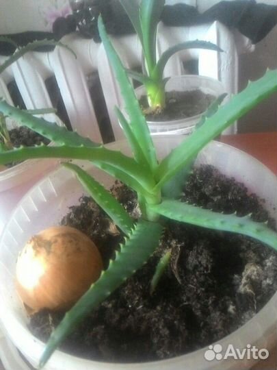 Алоэ лечебное