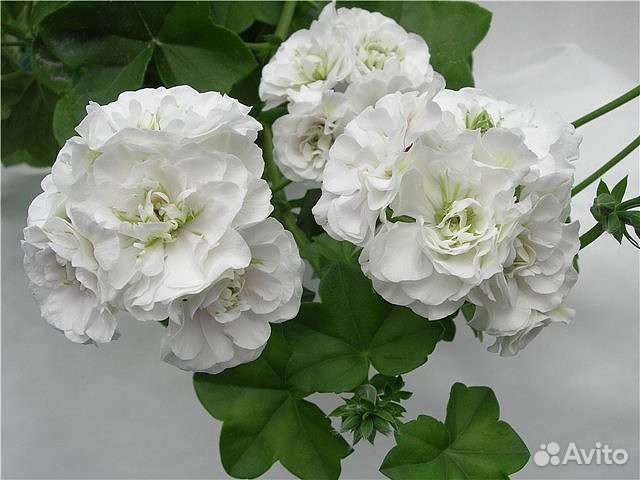 Плющелистная ампельная сортовая пелларгония