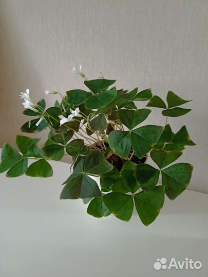 Оксалис кислица подарок