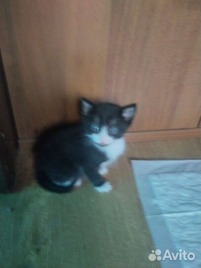 Котята мальчики в добрые руки