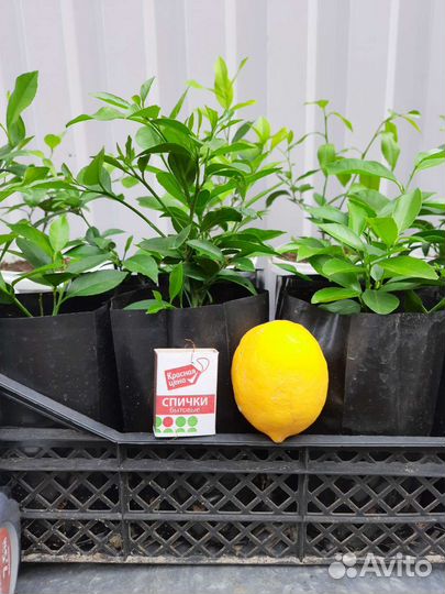 Лимон, сорт Мейер