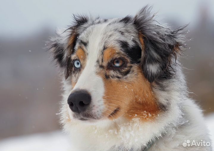 Передежка собак