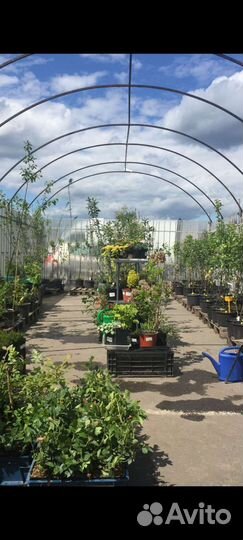 Продам готовый бизнес саженцы/разливные напитки