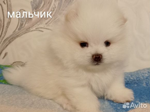 Померанский белый мишка мини щенок мальчик