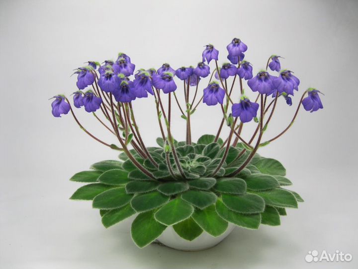 Петрокосмеи