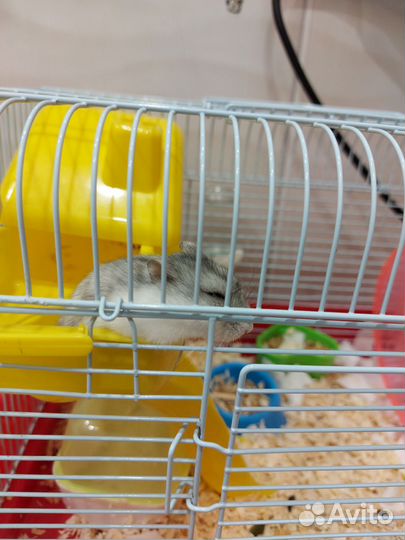 Клетка для джунгарского хомяка