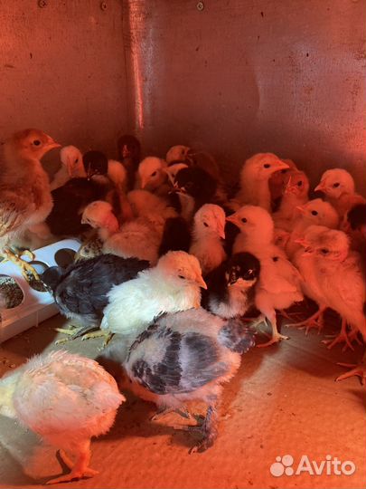 Подрощенные домашние, породистые цыплята