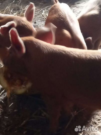 Поросята