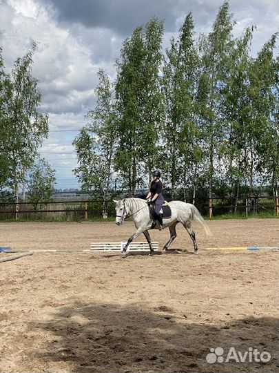 Лошадь в аренду