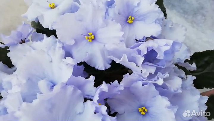 Фиалка ек Океан