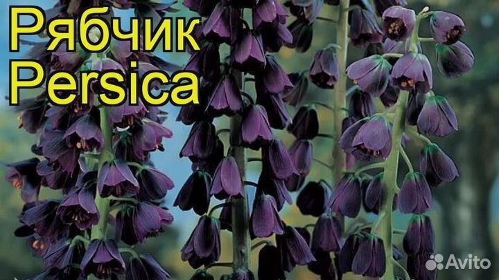 Рябчик императорский